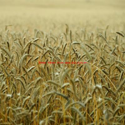 Експерти розповіли, як кількість фунгіцидних обробок впливає на врожай ярої пшениці