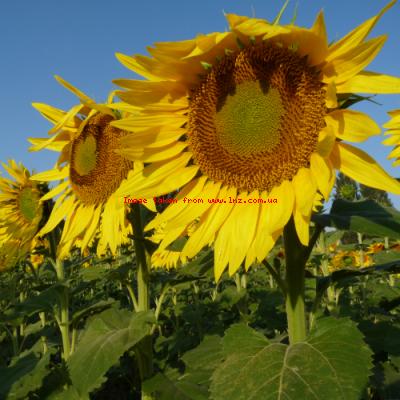 Селекція соняшнику Strube — ваш надійний прибуток
