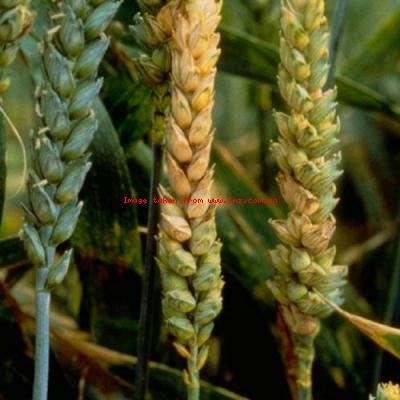 Дощі наприкінці вегетації пшениці призвели до розвитку альтернаріозу колоса