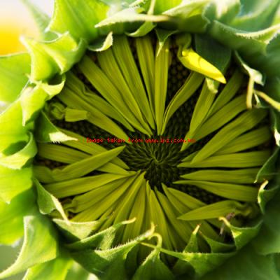 Нюанси успішного вирощування якісного врожаю соняшника