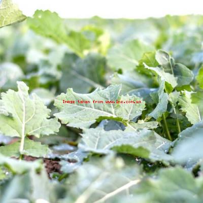 Осіння рістрегуляція озимого ріпаку: як уникнути переростання та підвищити зимостійкість