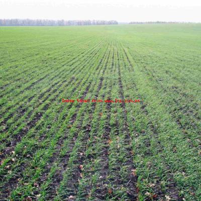 Через посуху на Півдні роблять ставку на озиму пшеницю