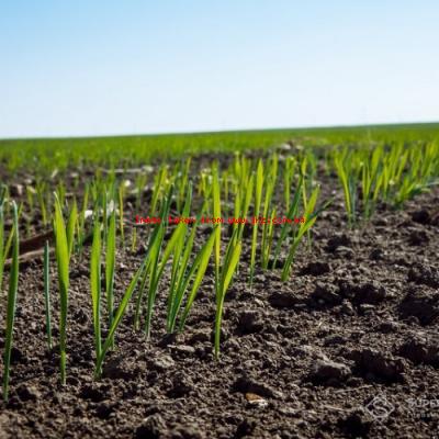 Чи потрібні фунгіциди на озимих восени