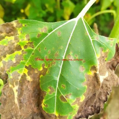 На Тернопільщині склалися сприятливі умови для розвитку і поширення септоріозу соняшнику