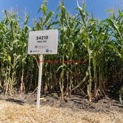 Відмінності та переваги силосних гібридів