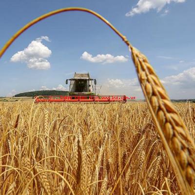 Що робити півдню з весняною посухою: як адаптувати сівозміни та зберегти врожайність