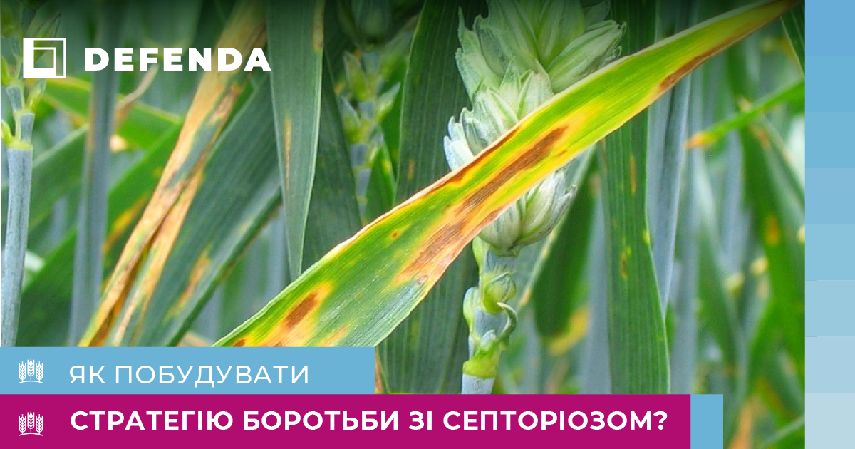 Септоріоз пшениці: робота на випередження та боротьба за здоров'я рослин фото 1 LNZ Group