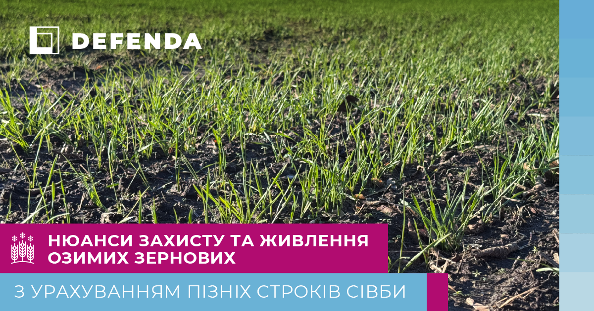 Нюанси захисту та живлення озимих зернових з урахуванням пізніх строків сівби фото 1 LNZ Group