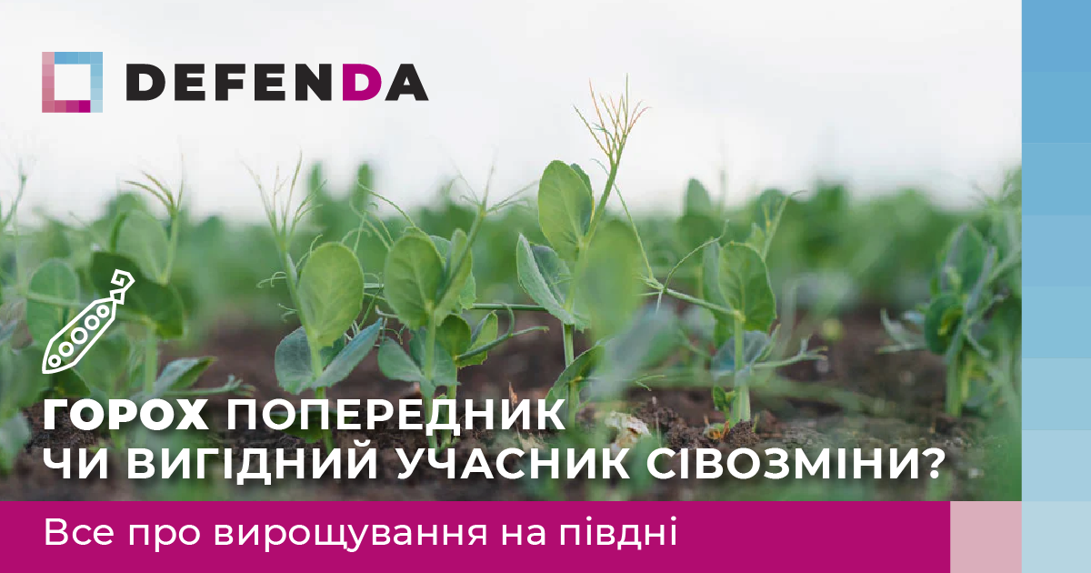 Горох попередник чи вигідний учасник сівозміни? Все про вирощування на півдні фото 1 LNZ Group