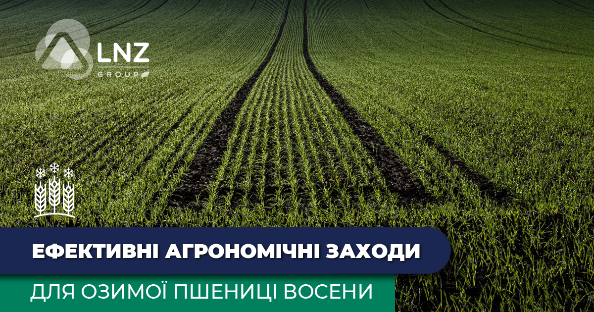 Які агрозаходи варто провести восени для озимої пшениці фото 1 LNZ Group